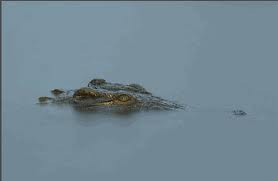 xuất hiện cá sấu trên sông