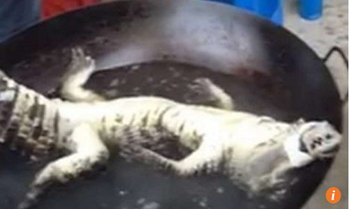 cá sấu trong chảo