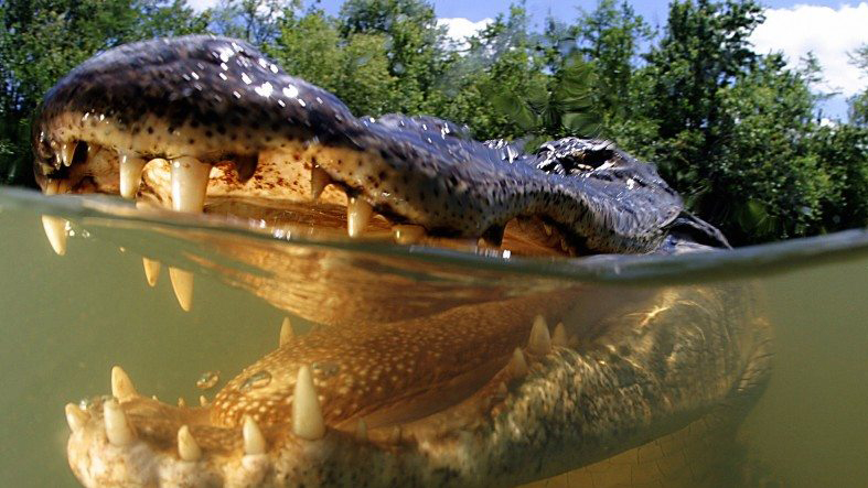 Mỹ: Khuyến khích ăn thịt cá sấu bảo vệ môi trường