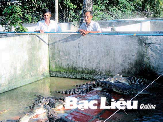 cá sấu