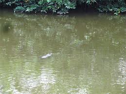 cá sấu còn dưới kênh