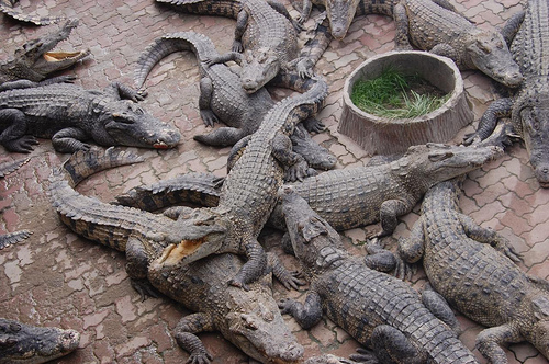 cá sấu sổng chuồng