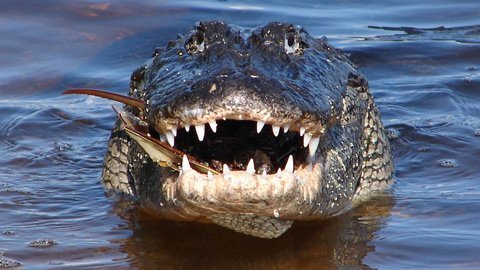 Hàm cá sấu “nhạy cảm” đến đâu?