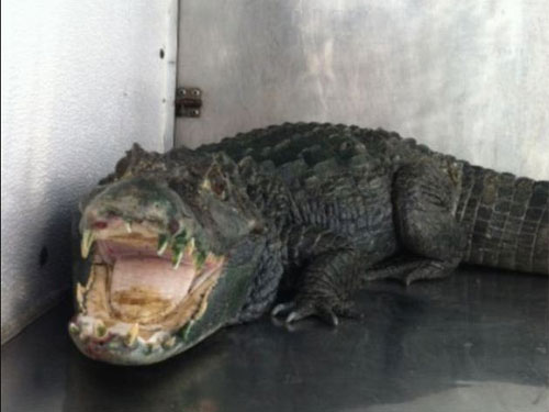 Con cá sấu đã chết sau khi được đưa tới vườn thú. Ảnh: Metro