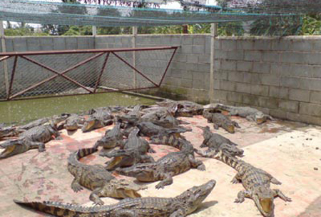 Cá sấu là động vật được người dân nuôi nhiều nhất. Nguồn: Internet.