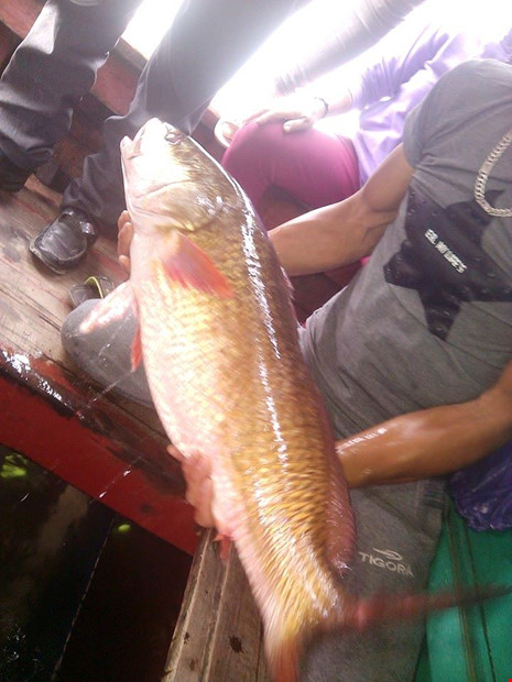 cá sủ vàng