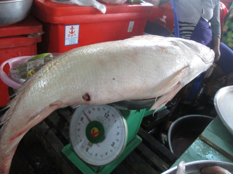 cá sửu nước ngọt