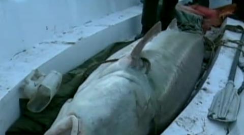 cá tầm khổng lồ