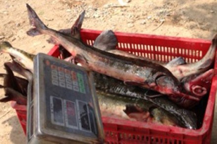 Cá tầm nhập lậu