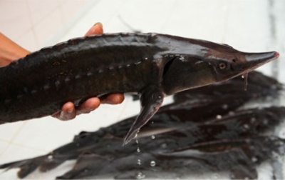 cá tầm nhập lậu