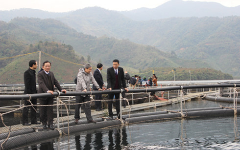 cá tầm sinh trưởng