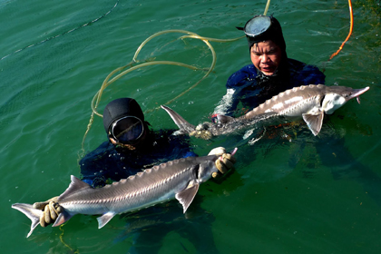 Cá tầm thương phẩm