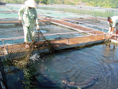 cá tầm trong nước