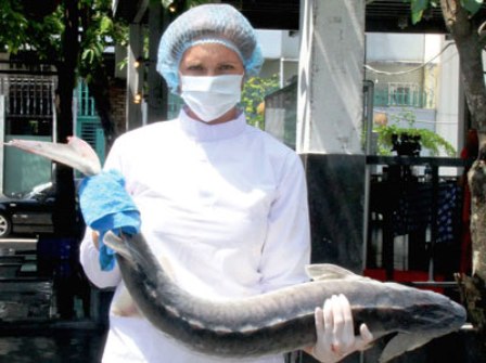 Chuẩn bị lấy trứng cá đen - caviar từ cá tầm Nga nuôi tại hồ thủy điện Đa Mi (Bình Thuận).