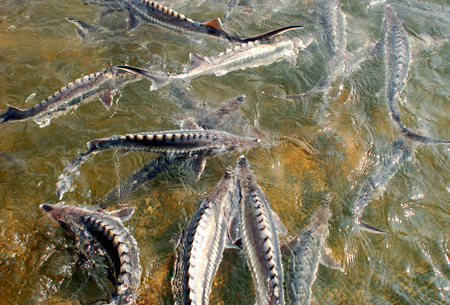 cá tầm, nhập lậu cá tầm