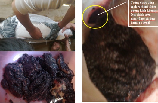 cá khủng, quái ngư, cá tầm