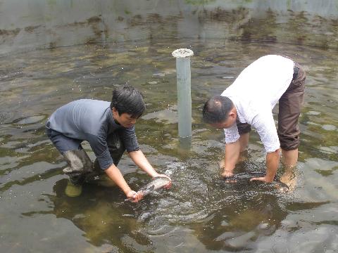 cá tầm, cá tầm nhập lậu