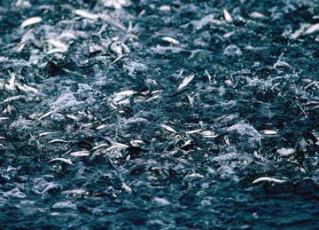 Cá trích cũng như cá mòi và một số loài cá da bạc khác có chứa lớp tinh thể guanine giúp nó trở nên vô hình trong môi trường ánh sáng