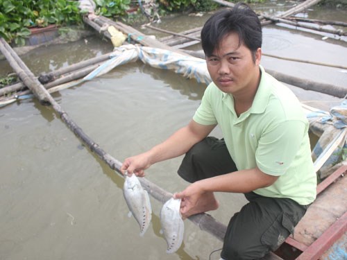 cá thát lác chết