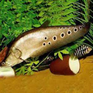 cá thát lát cườm