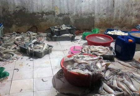 Cá thối Trung Quốc