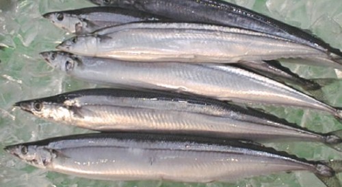 Cá thu đao Nhật Bản.