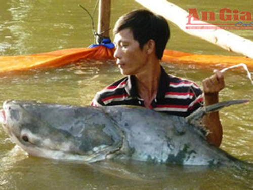cá tra nặng 72 kg