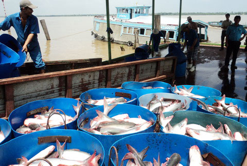 bình an mua cá tra