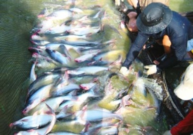 thu hoạch cá tra DBSCL