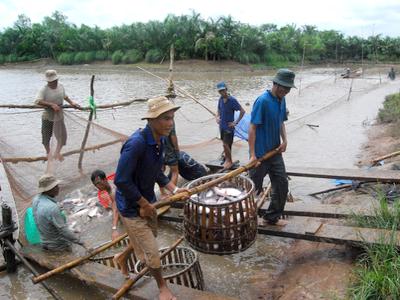 thu hoạch cá tra