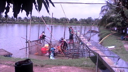 thu hoạch cá tra