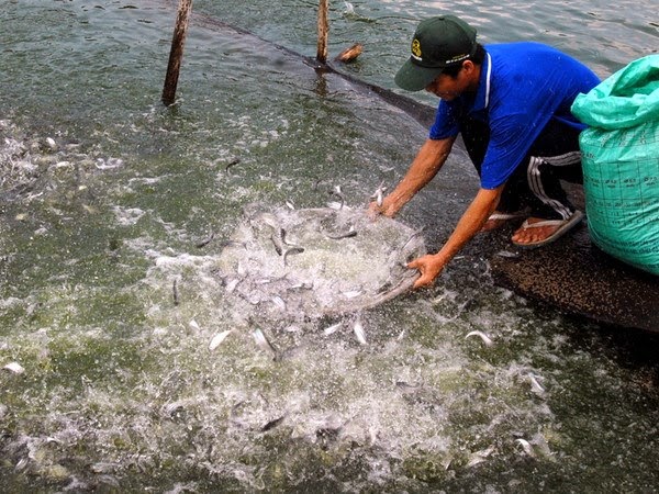 Hiệu quả nuôi cá tra của HTX Thắng Lợi