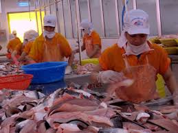 cá tra đông lạnh