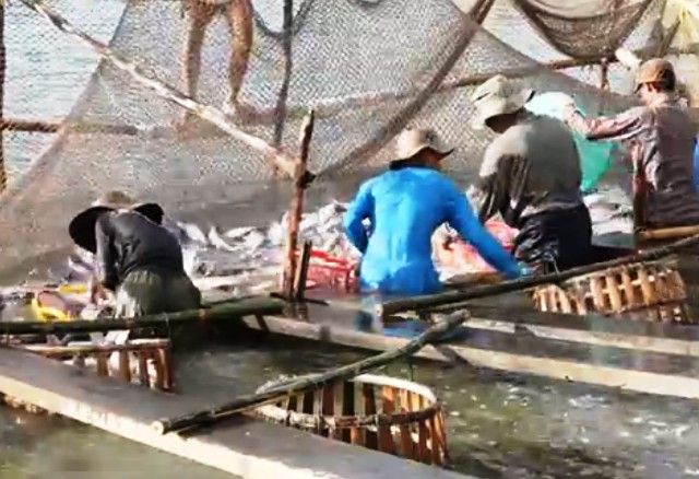 cá tra được mùa