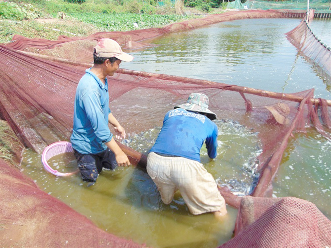 Cá tra giống không đủ nguồn cung, giá tăng cao