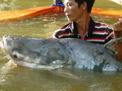 cá tra nặng 70 kg