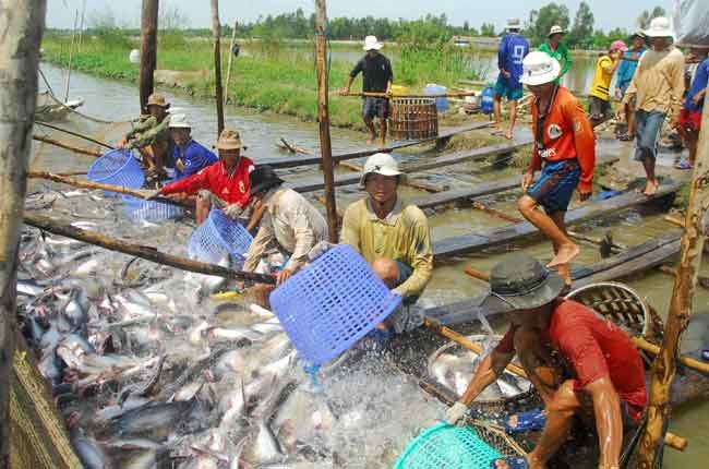 cá tra nguyên liệu rớt giá