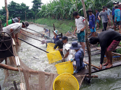 cá tra nguyên liệu