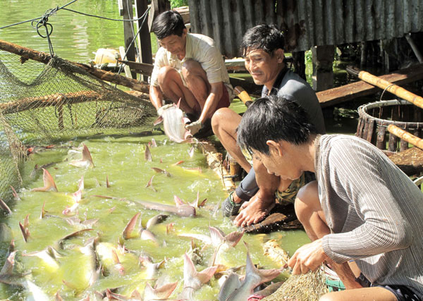 cá tra tiến thoái