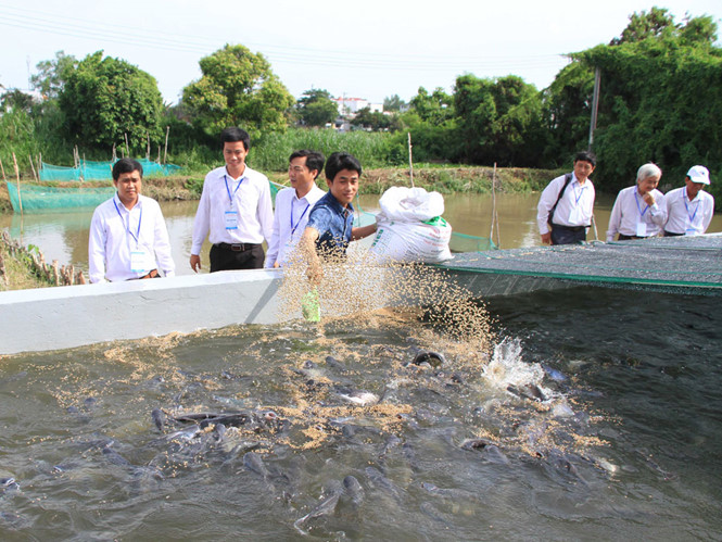 cá tra trong bể xi măng