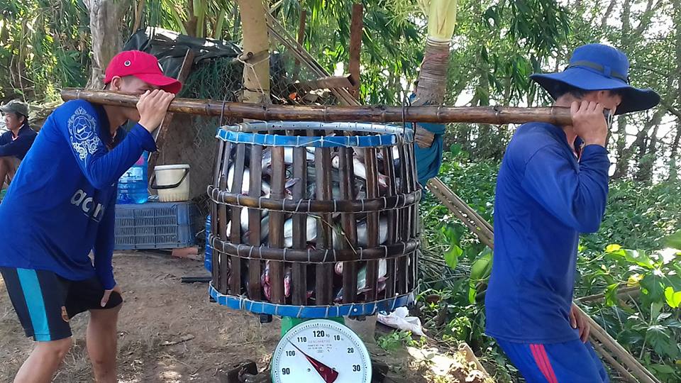 Bán cá tra qua Trung Quốc: tăng mà lo