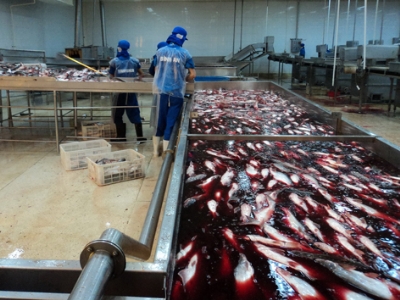 cá tra xuất khẩu dự báo