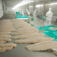 Sản phẩm cá tra Việt Nam đang được xuất khẩu với giá rẻ, thấp hơn giá trị thực