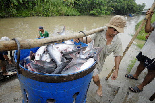 Nóng từ vùng nguyên liệu cá tra