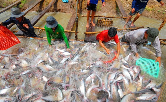 cá tra nguyên liệu