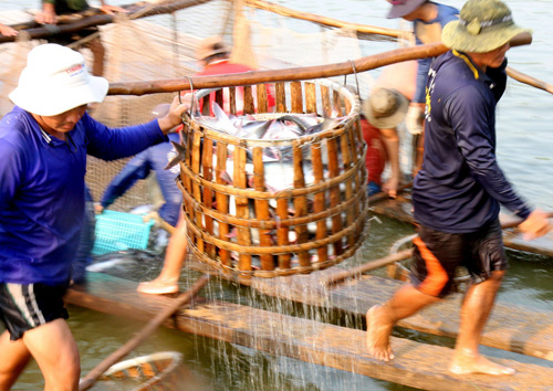 Thu hoạch cá tra