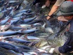 kiểm tra vay vốn cá tra ở An Giang