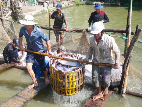 Chưa biết đến bao giờ người nuôi cá tra ở ĐBSCL sẽ thoát cảnh bấp bênh