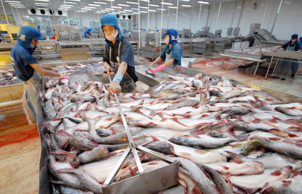 Việc chế biến và xuất khẩu cá tra đang gặp nhiều khó khăn vì thiếu vốn và nguyên liệu sản xuất. Ảnh: Minh Hải