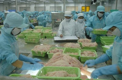 Chế biến cá tra tại một nhà máy. Ảnh: TL.